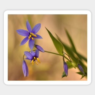 Dianella at Gibbergunya Sticker